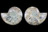 Cut & Polished Ammonite Fossil - Agatized #82308-1